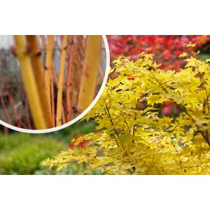 Javor dlaňolistý (Acer palmatum) ´BI HOO´ - výška 120-150 cm, kont. C15L